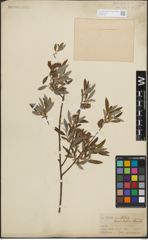 Foto von Salix lasiolepis Benth.